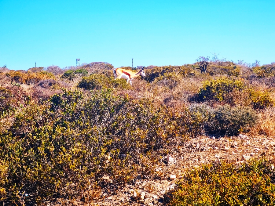 0 Bedroom Property for Sale in Hoogland Western Cape